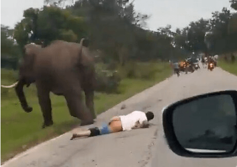 ROAD RAGE – Elephant Charges Tourist And Tramples Him In Reserve After He Tried Taking A Selfie - Article cover image