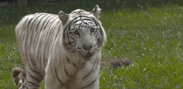 CAT FIGHT β Horrified Zoo Visitors Watch White Tigress Killed By Her Own Cub - Article cover image