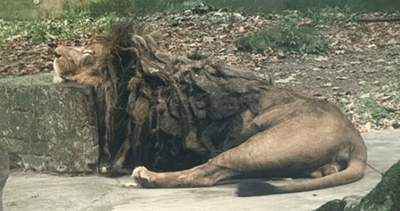 WILD LOOK – Lion At Zoo Nicknamed 'The Beggar Lion' For His Scruffy Appearance And Refusal To Wash - Article cover image