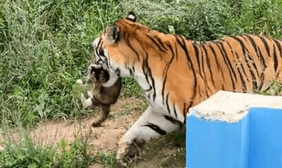 TIGER ATTACK – Stray Cat Mauled To Death After Entering Zoo Enclosure - Article cover image