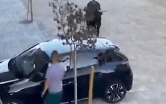 RAGING BULL – Animal Wrecks Car During Traditional Festival In Spanish Town - Article cover image