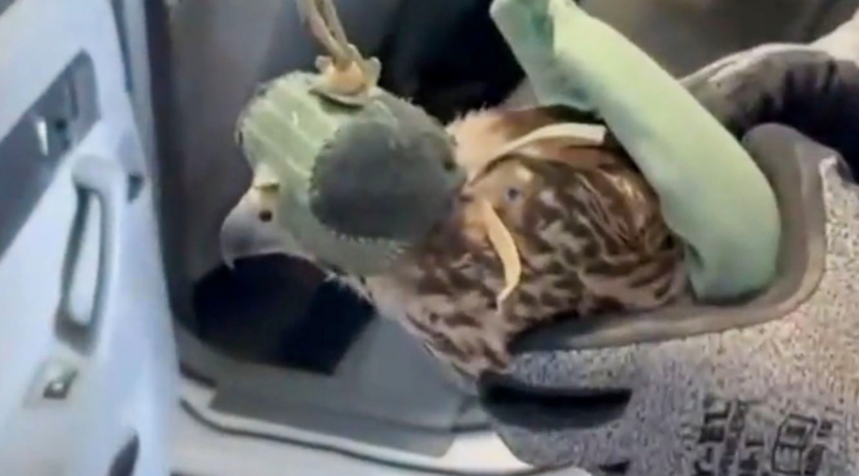 CUDDLE UP – Distressed Monkeys Hold Each Other After Being Seized By Customs - Article cover image