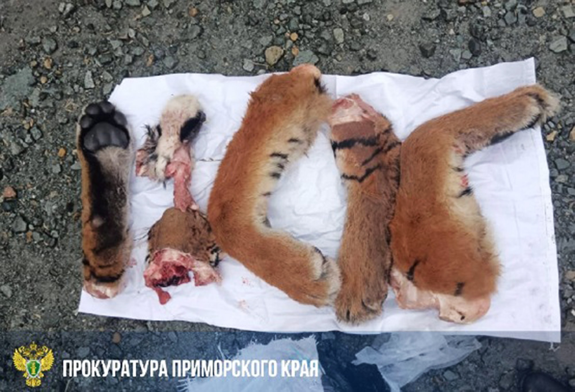 TRUNK CASE β Police Discover Endangered Siberian Tiger Remains In Car - Article cover image
