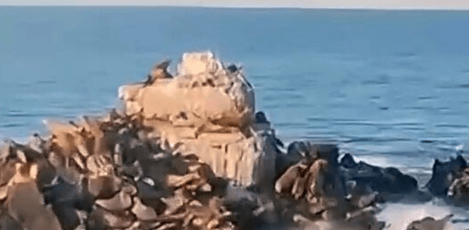 AIR SHOW – Helicopter Pilot Scares Endangered Sea Lions While Filming Social Media Video - Article cover image