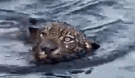 FELINE FINE – Drowning Jagur Pulled To Safety After Trying To Swim 19-Mile-Wide Amazon River - Article cover image