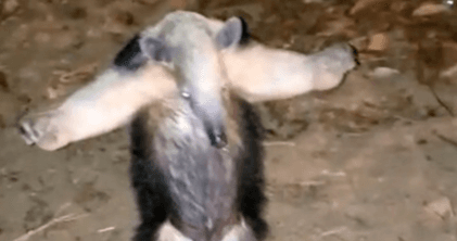 KARATE BID β Kung Fu Anteater Adopts Martial Arts Pose To Fend Off Dog