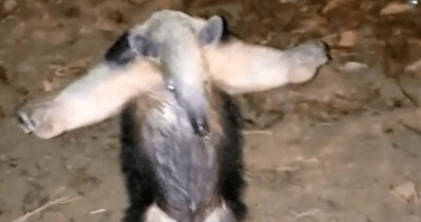 KARATE BID – Kung Fu Anteater Adopts Martial Arts Pose To Fend Off Dog - Article cover image