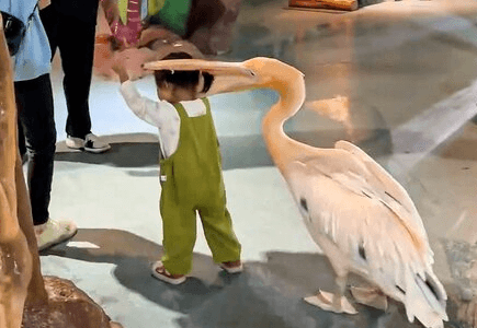 PECKISH PELICAN – Big Bird Tries To Swallow Toddler Whole At Park - Article cover image