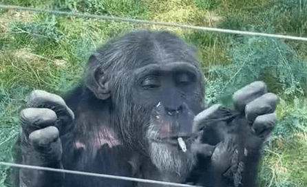 MONKEY BUSINESS β Visitors Throw Cigarette To Chimp At Wildlife Park