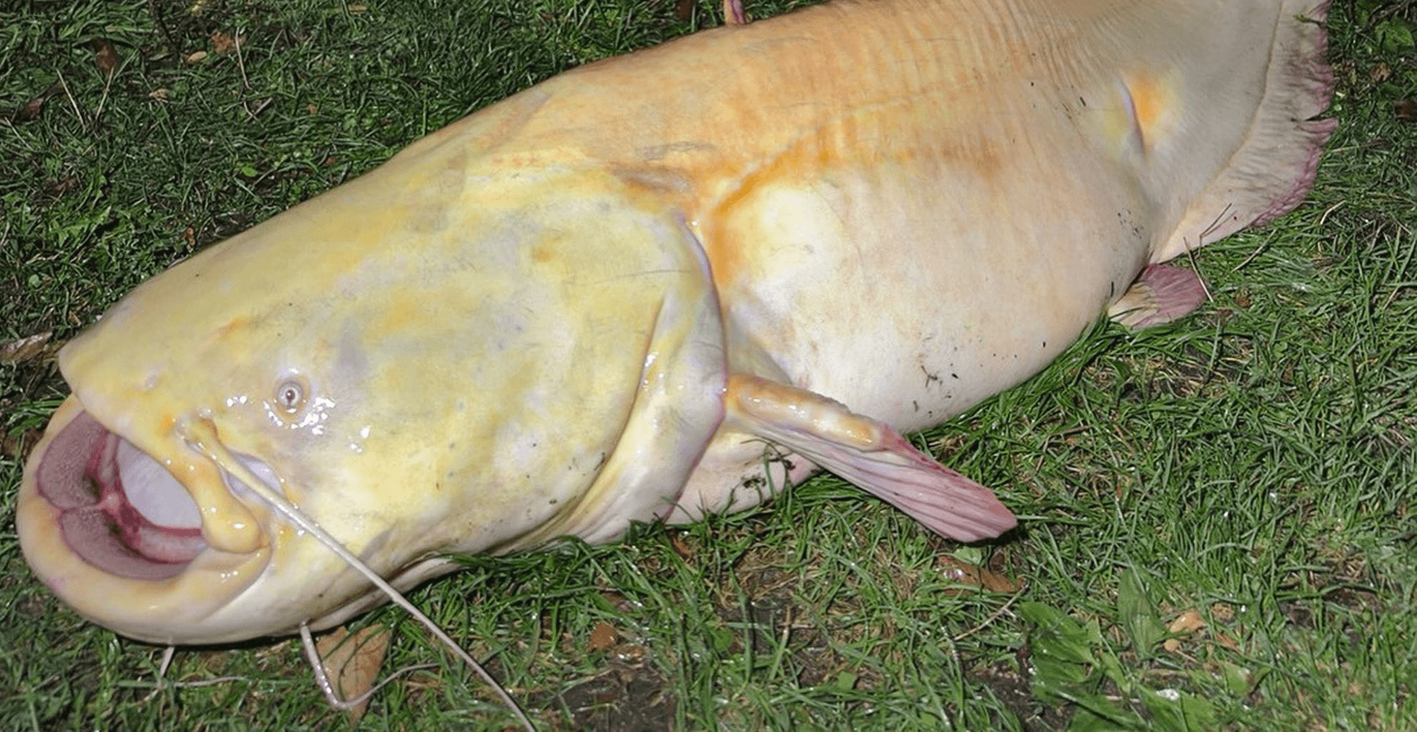REEL MONSTER β Trio Haul Huge Albino Catfish From Secret Fishing Spot