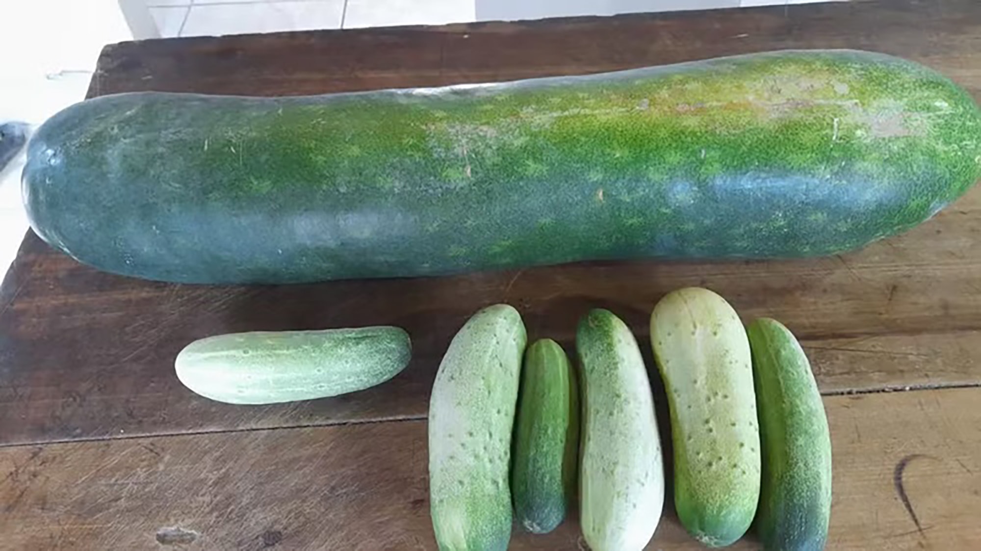 Monster Cucumber Weighing 15 Lbs Surprises Elderly Farmer - Article cover image