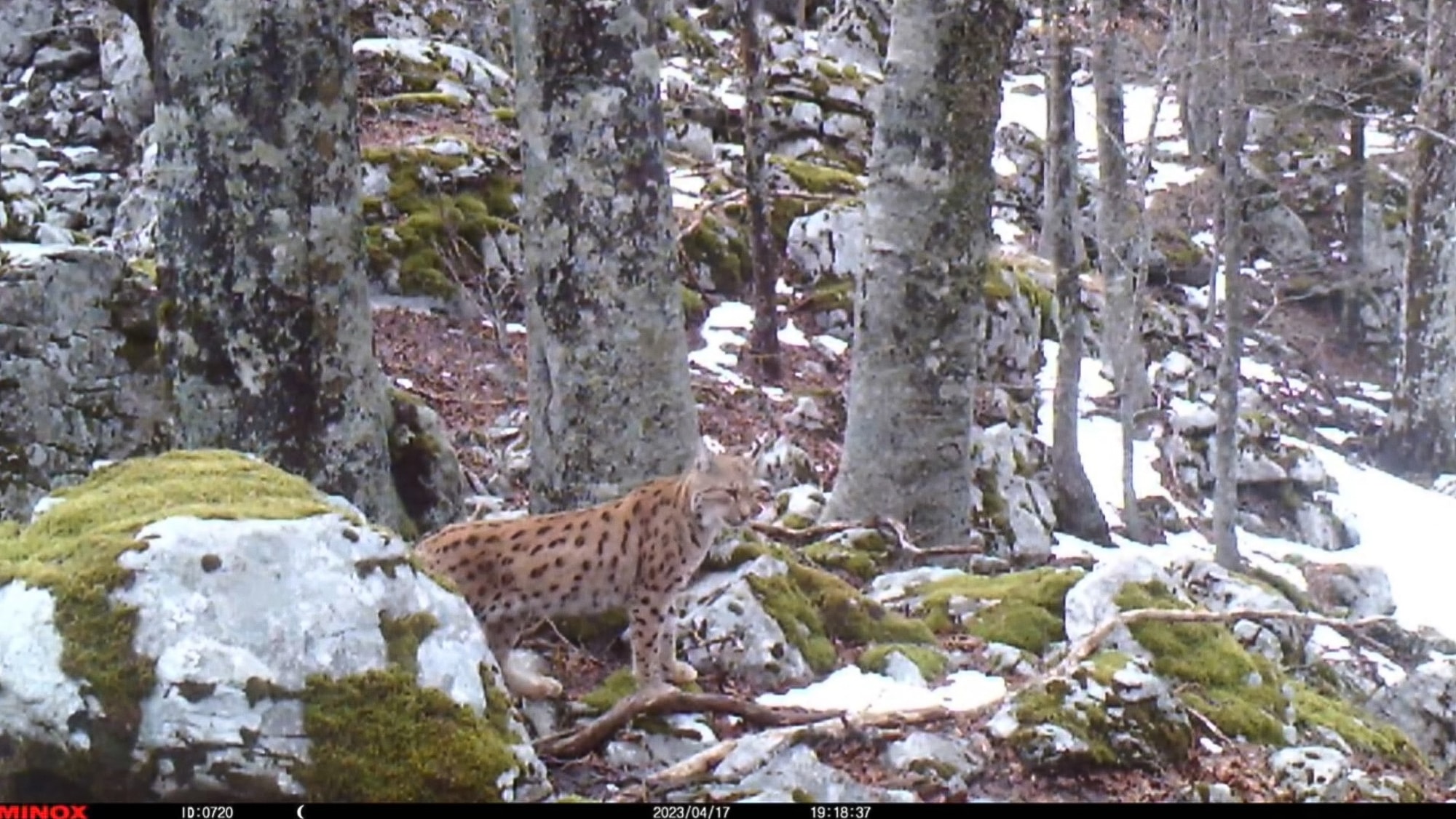 Curious Wild Lynx Observes Motorist In Rare Close Encounter - Article cover image