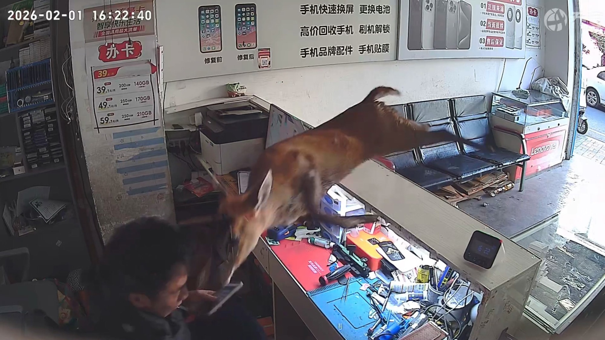 Deer Runs Into Phone Shop And Jumps Over Counter Onto Terrified Owner - Article cover image