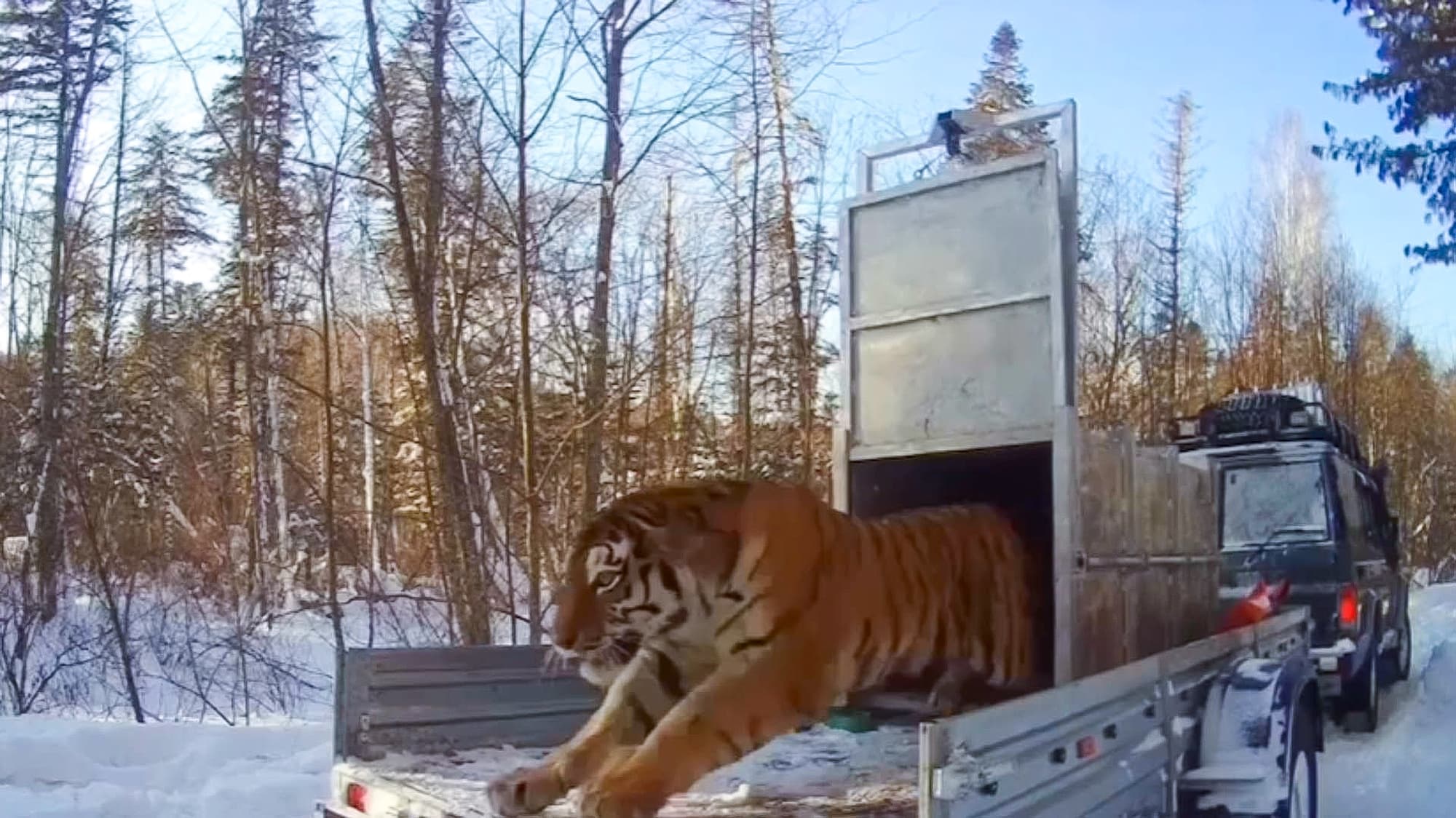 Moment Massive Amur Tigress Sprints From Captivity To Freedom Followed By Three Scared Cubs