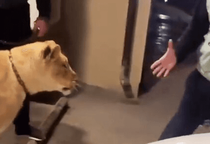 Pet Lioness Bites Man’s Arm After He Tries To Shake Its Paw And Play With It