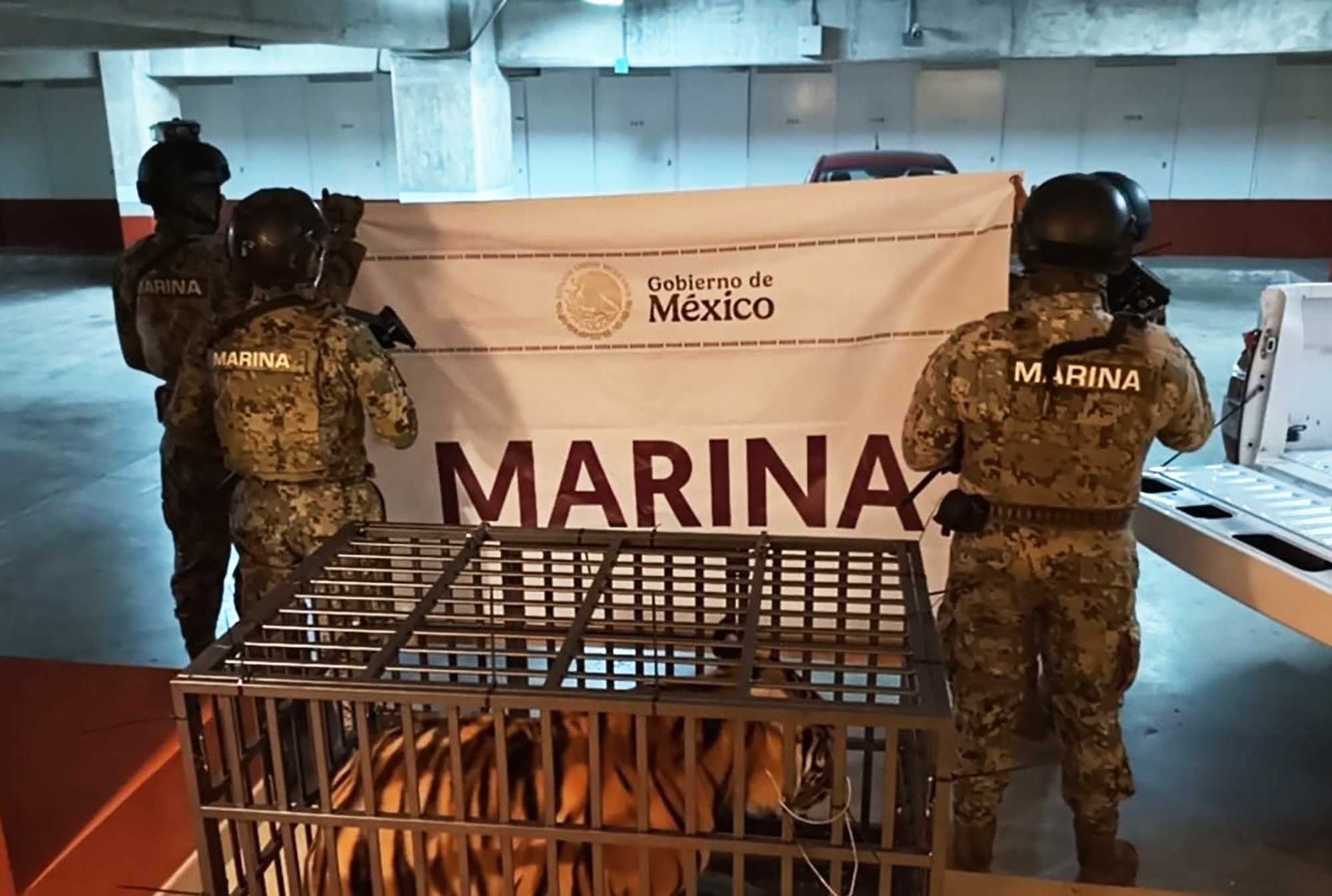 Shocking Pic Shows Huge Tiger Kept In Tiny Cage With Only A Toy Dinosaur For Company - Article cover image