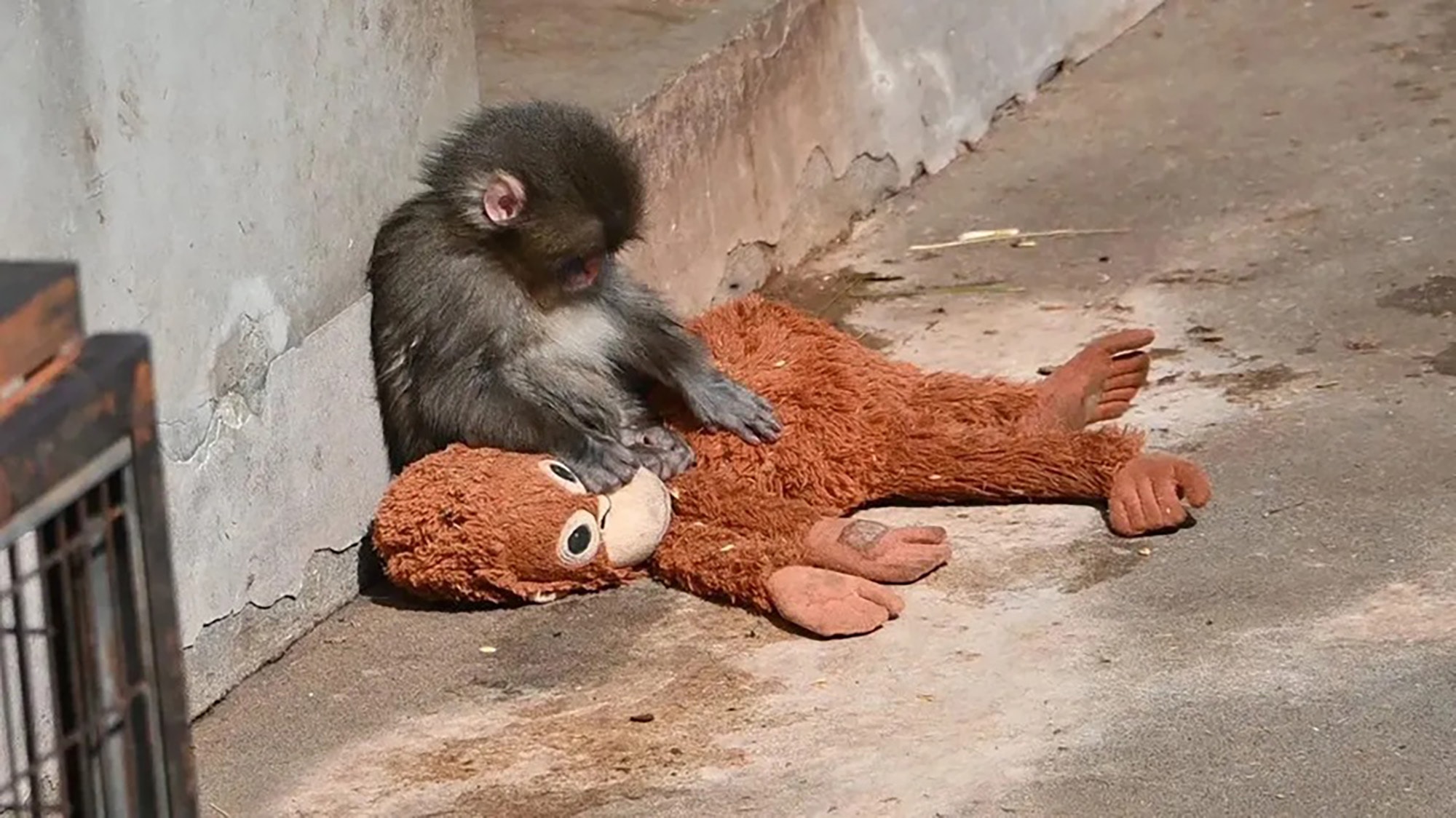 Orphaned Baby Monkey Clings To Stuffed Toy After Being Abandoned By Mother At Zoo - Article cover image