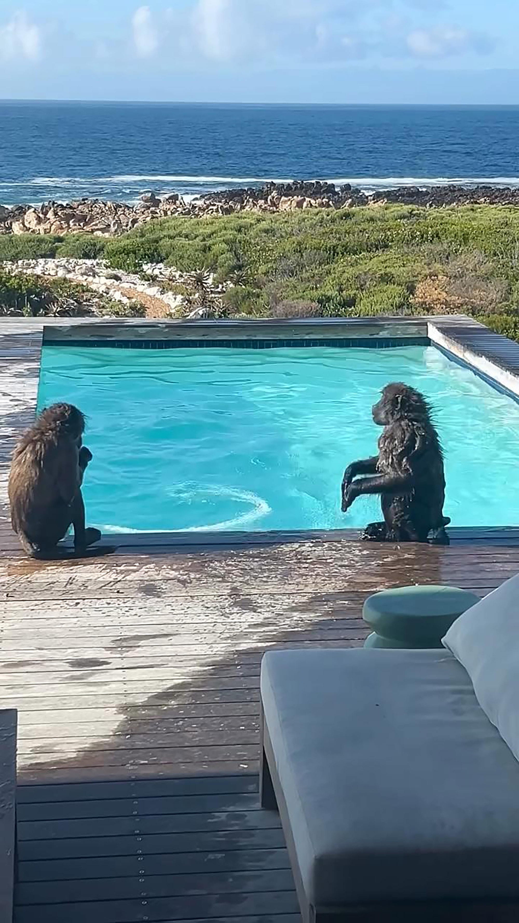 Baboons Beat Holidaymakers To Early-Morning Swim At Luxury Seaside Pool - Article cover image
