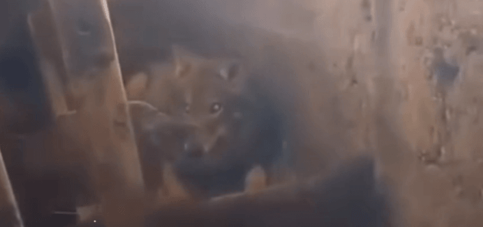 Stunned Workers Find Young Wolf Resting In Straw Next To Calves On Cow Farm - Article cover image