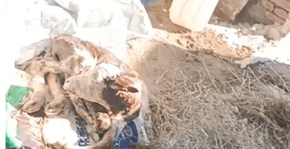 Incredible Moment Cow Gives Birth To Four Calves In 'Extremely Rare' Quadruplet Birth