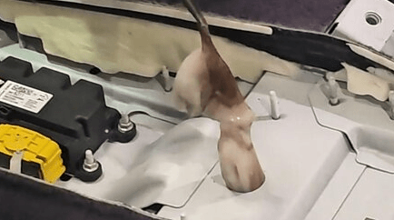 Mechanics Dismantle Entire Car To Find Missing Octopus After Slipping From Bag Into Couple’s Vehicle - Article cover image