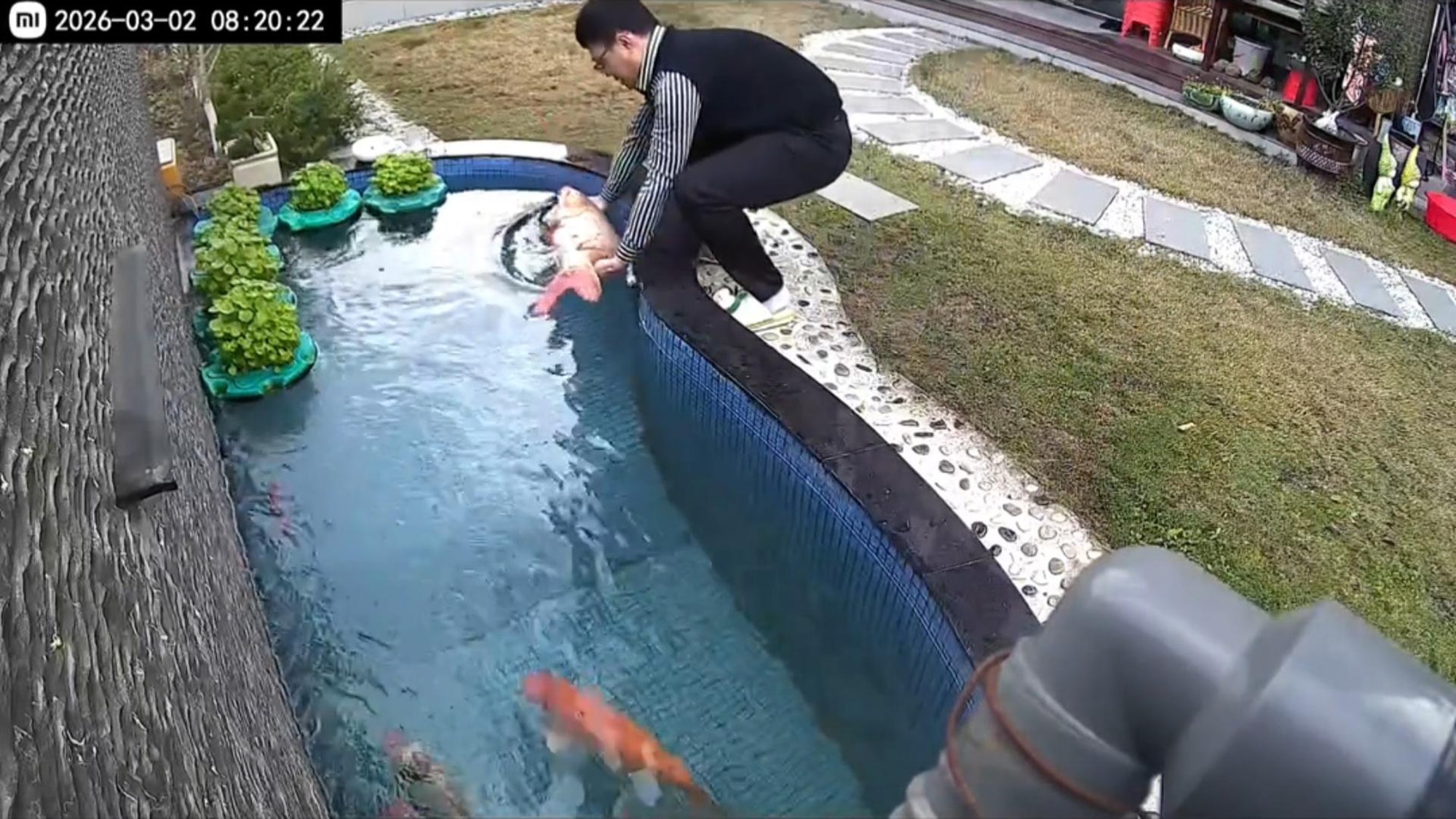 Giant Koi Fish Survives Despite Being Out Of Pond For Hours And Partially Eaten By Stray Cat - Article cover image