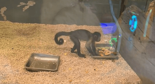 Monkey Turns Tables On Tourists By Feeding Visitor Apples At Zoo - Article cover image