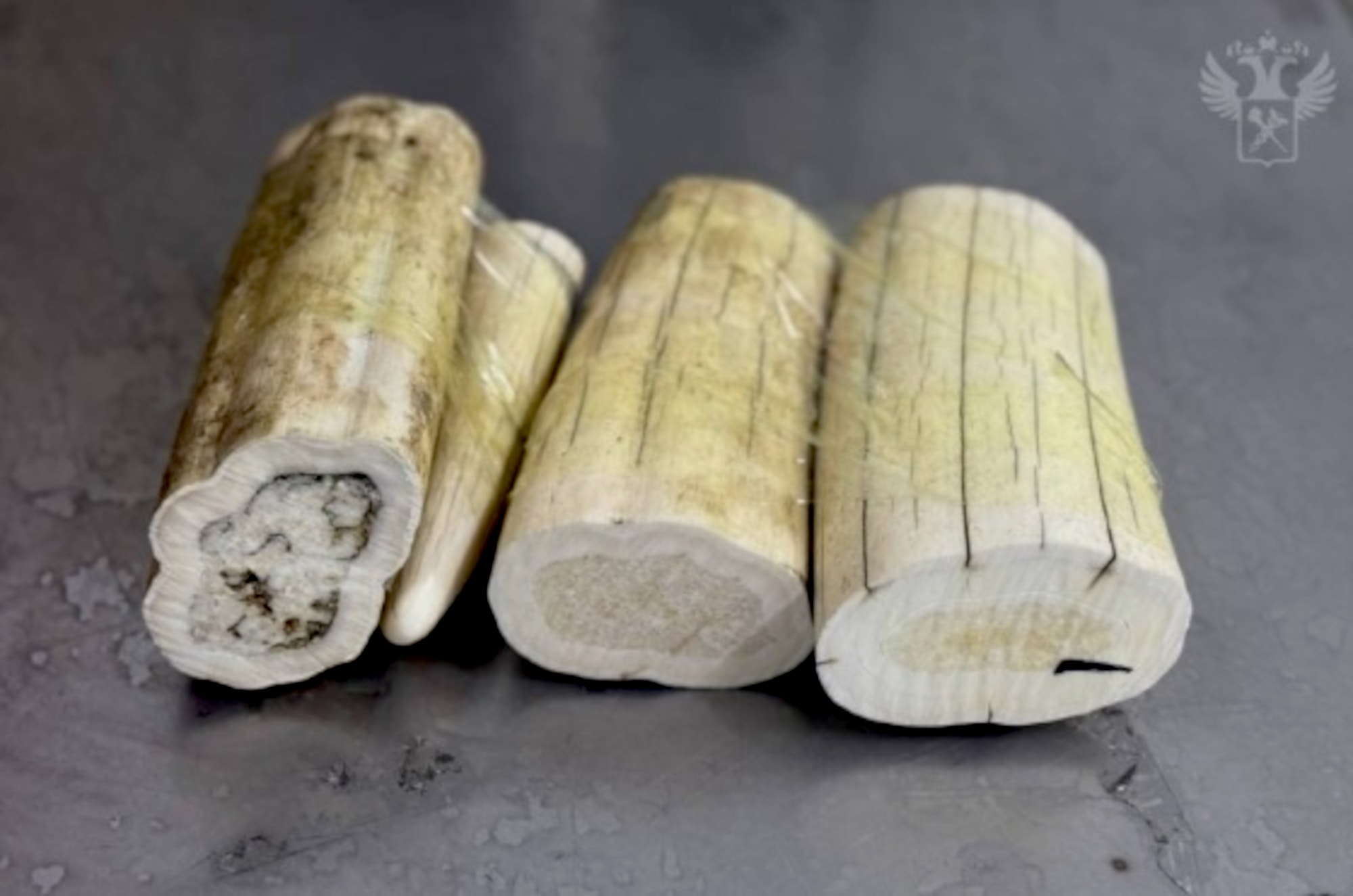 WAL HOW DID THAT GET THERE: Woman Hid Walrus Tusks Down Undies - Article cover image