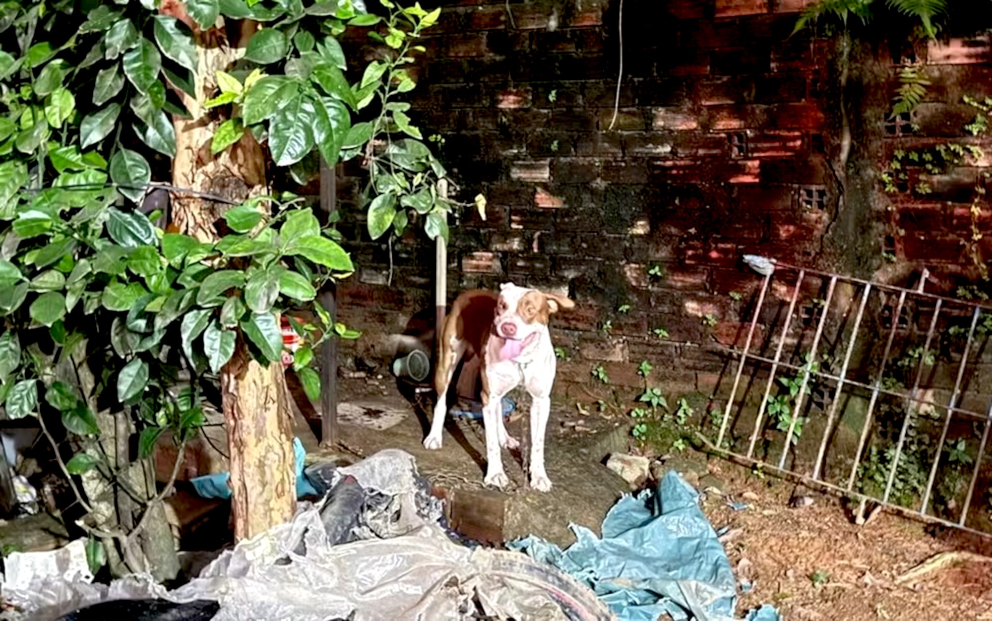 HORROR HOUND: Pit Bull Ripped Into Cupboard To Tear Hidden Baby Apart - Article cover image