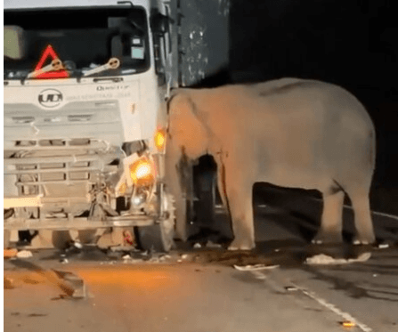 MOTHER'S WAY - Grieving Elephant Mum Headbutts Lorry After Calf Killed On Highway - Article cover image