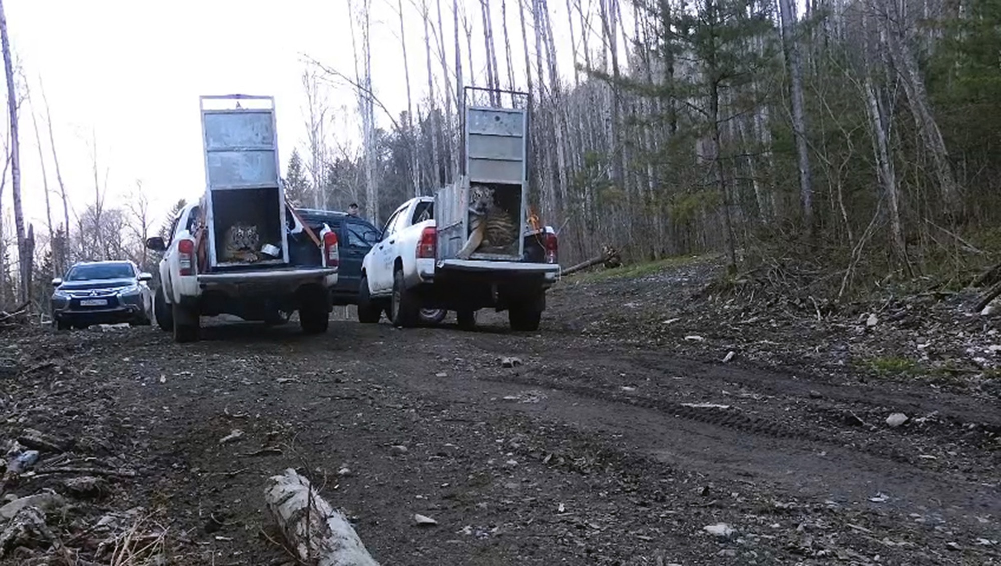 JUST GRRR-EAT - Orphaned Tiger Cubs Released Back Into The Wild - Article cover image