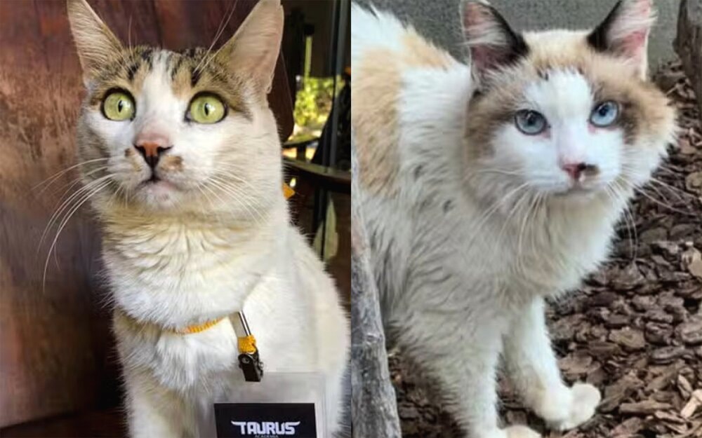 BARK OFF PAL - Toughie Gym Cat Gives Pooch A Battering - Article cover image