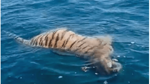 LIFE OF DIE - Heartbreaking Discovery Of Tiger's Corpse Floating In Sea - Article cover image