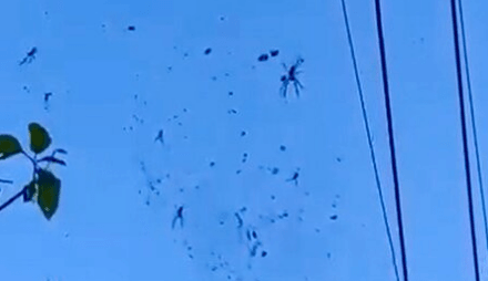 SPIDER-SPAN - Spooky Giant Web Covers Road - Article cover image