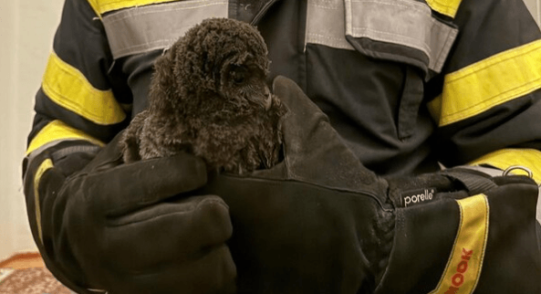 OWL SAVE YOU - Fire Brigade Rescues Two Soot-Covered Owlets Stuck Inside Chimney - Article cover image