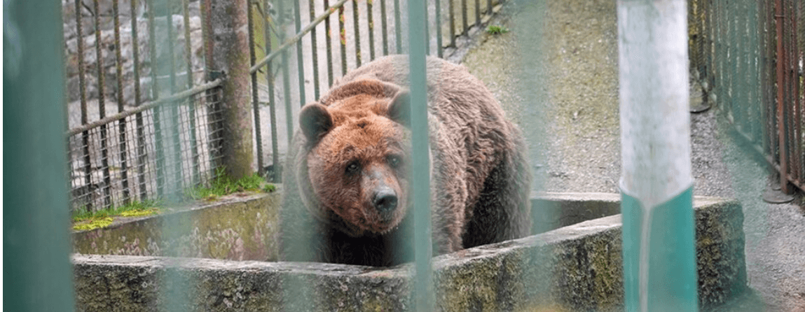 UN-BEAR-ABLE - Sad Bear Kept In Tiny Cage For Three Decades Is Freed But Others Remain In Slovenian Hellhole To Amuse Tourists - Article cover image