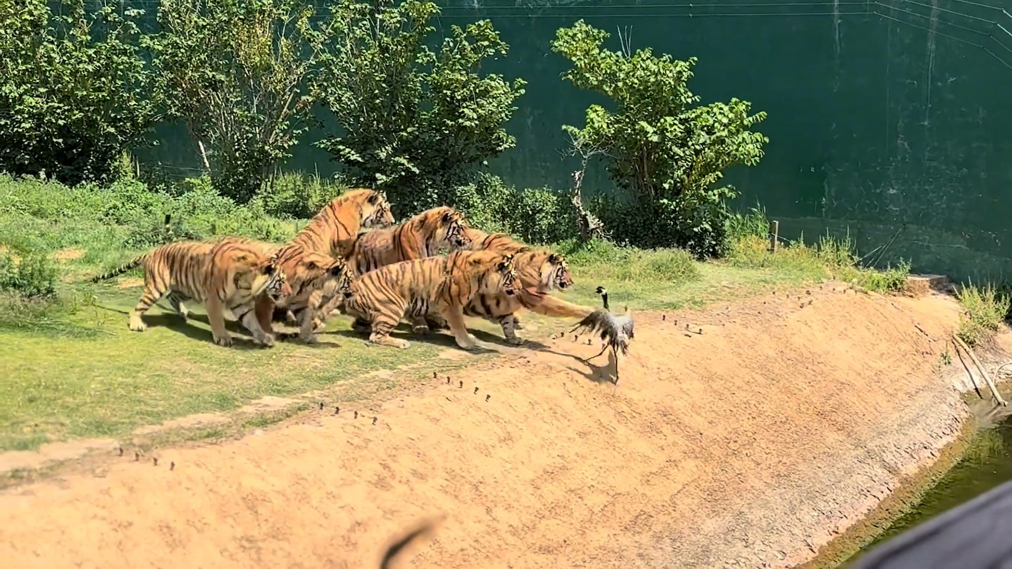 BIRD BRAIN - Grey Crane Looking For Fish In Tiger Enclosure Ends Up Being Eaten Instead - Article cover image