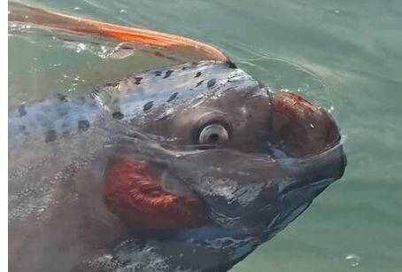 SHOCK AND OAR - Could Appearance Of Deep Sea Oarfish Mean Huge Quake Is Coming? - Article cover image