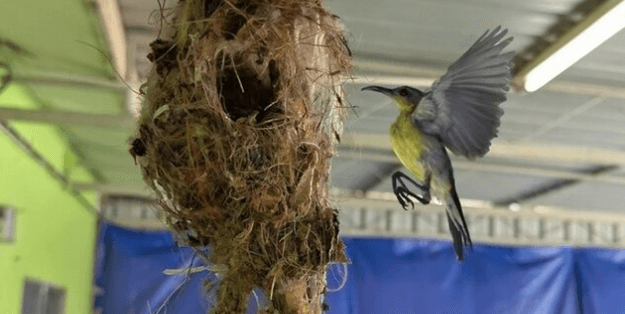 BIRD BRAIN - Nest Destroyed After Thousands Of People See Post About Gold Chain Woven Into Its Walls - Article cover image
