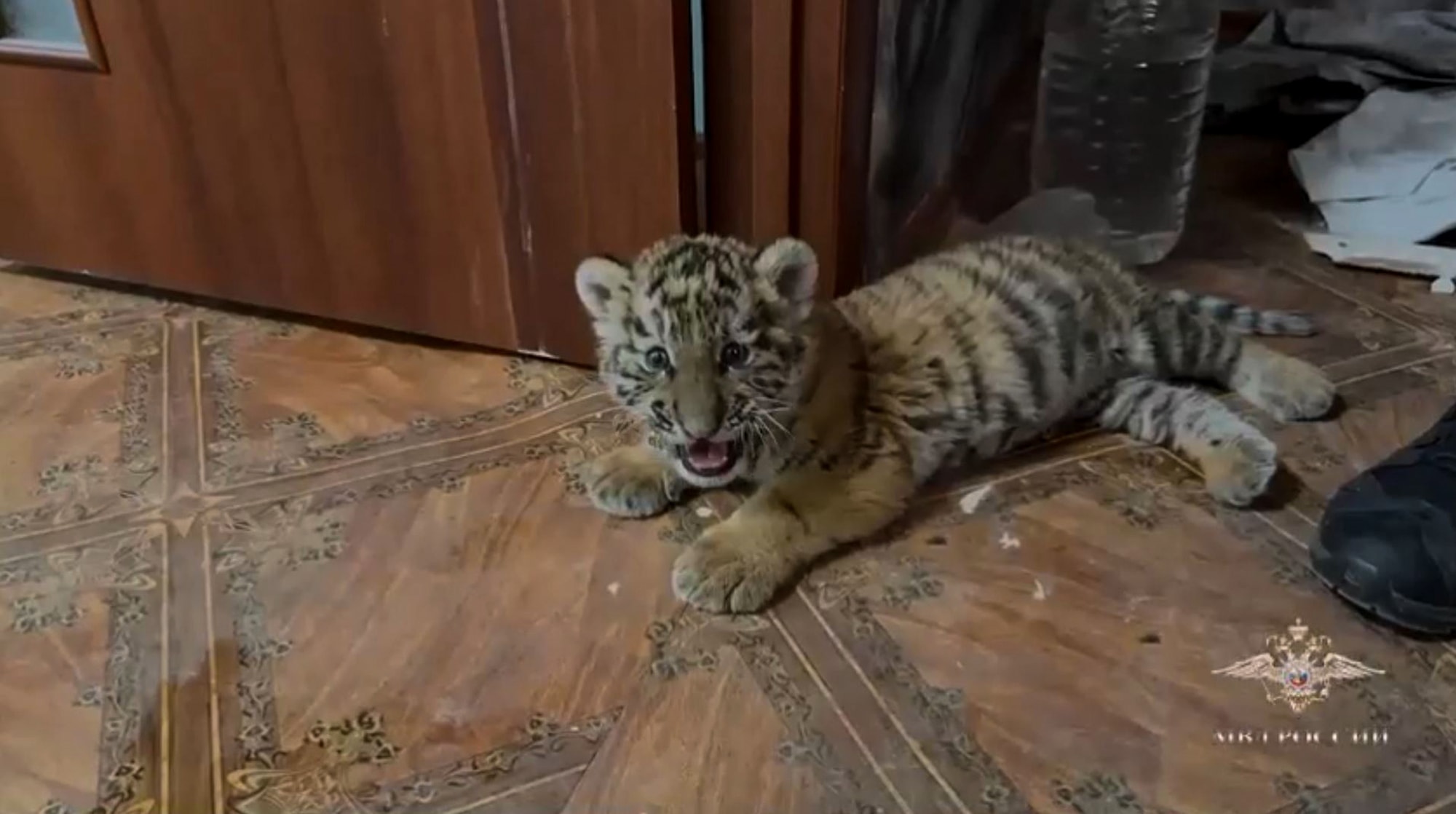 TORN OFF A STRIPE - Police Seize Man With Endangered Pet Tiger Cub In His Flat - Article cover image