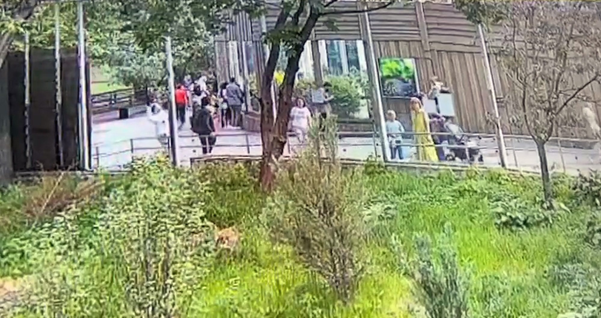 ANIMAL ATTACK - Man Caught On Camera Trying To Poison Rare Big Cats At Zoo - Article cover image
