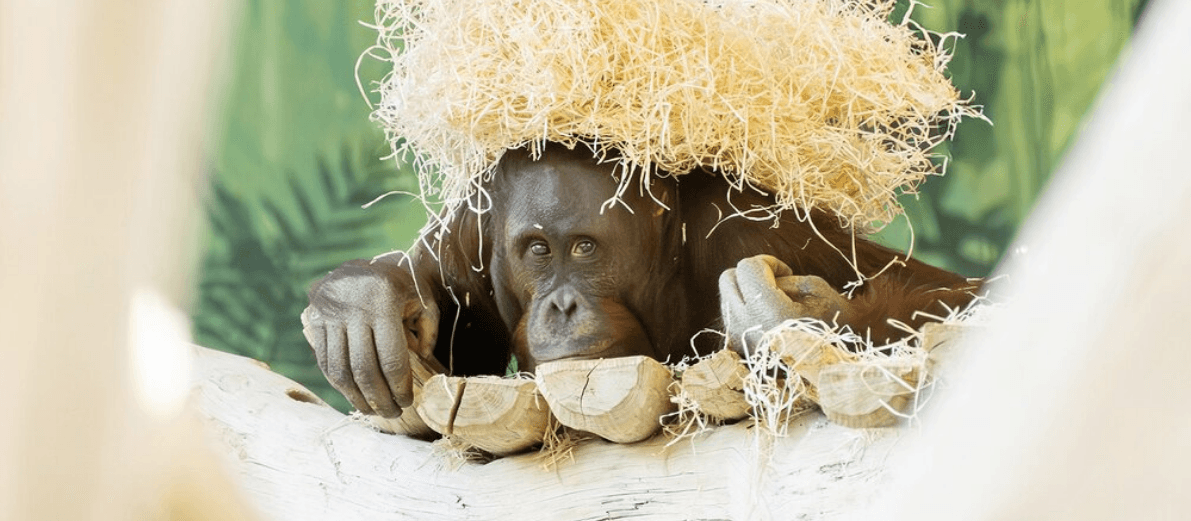 GR-APE EXPECTATIONS - Young Male Orangutan Named Baju Spearheads World Breeding Programme - Article cover image