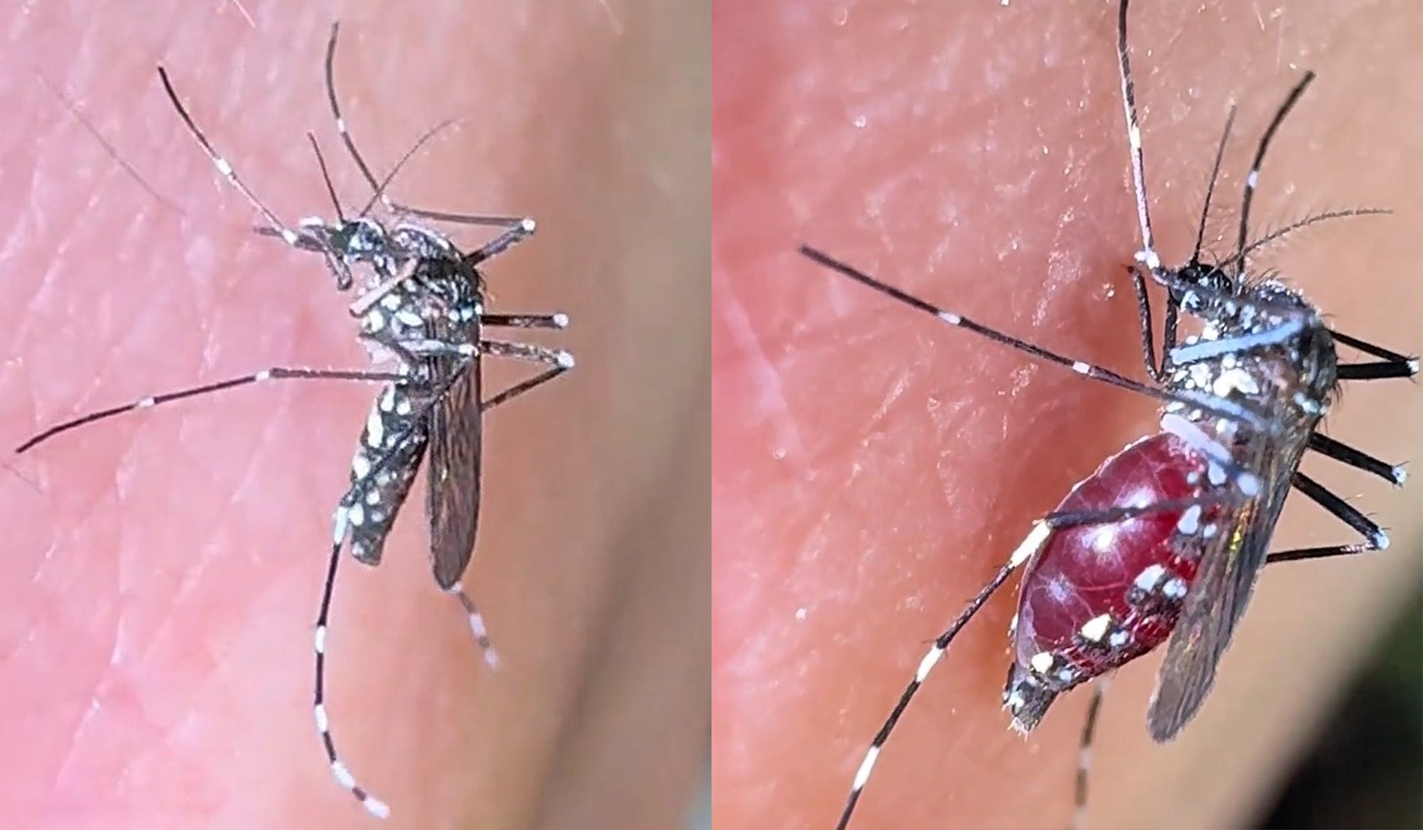 BITE CLUB - Science Blogger Lets Mosquitoes Feed On Him Repeatedly To Get Viral SM Post - Article cover image