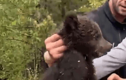 DROP ZONE - Man Throws Bear Cub From Treetop Before Pals Stuff It In Sack - Article cover image