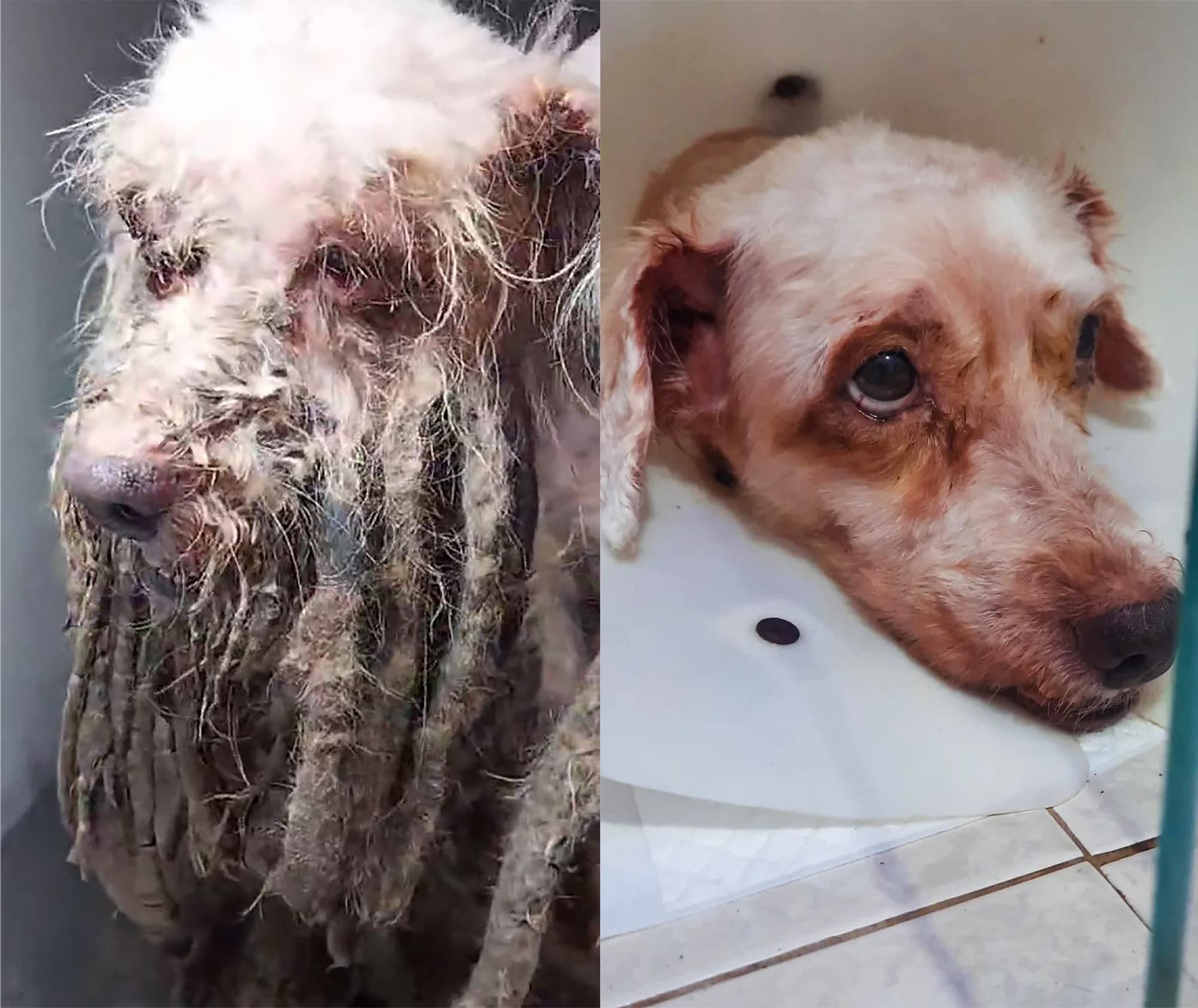 SHAGGY DOG TALE: Pet Left To Starve As Maggots Ate His Flesh Has Happy Enfing