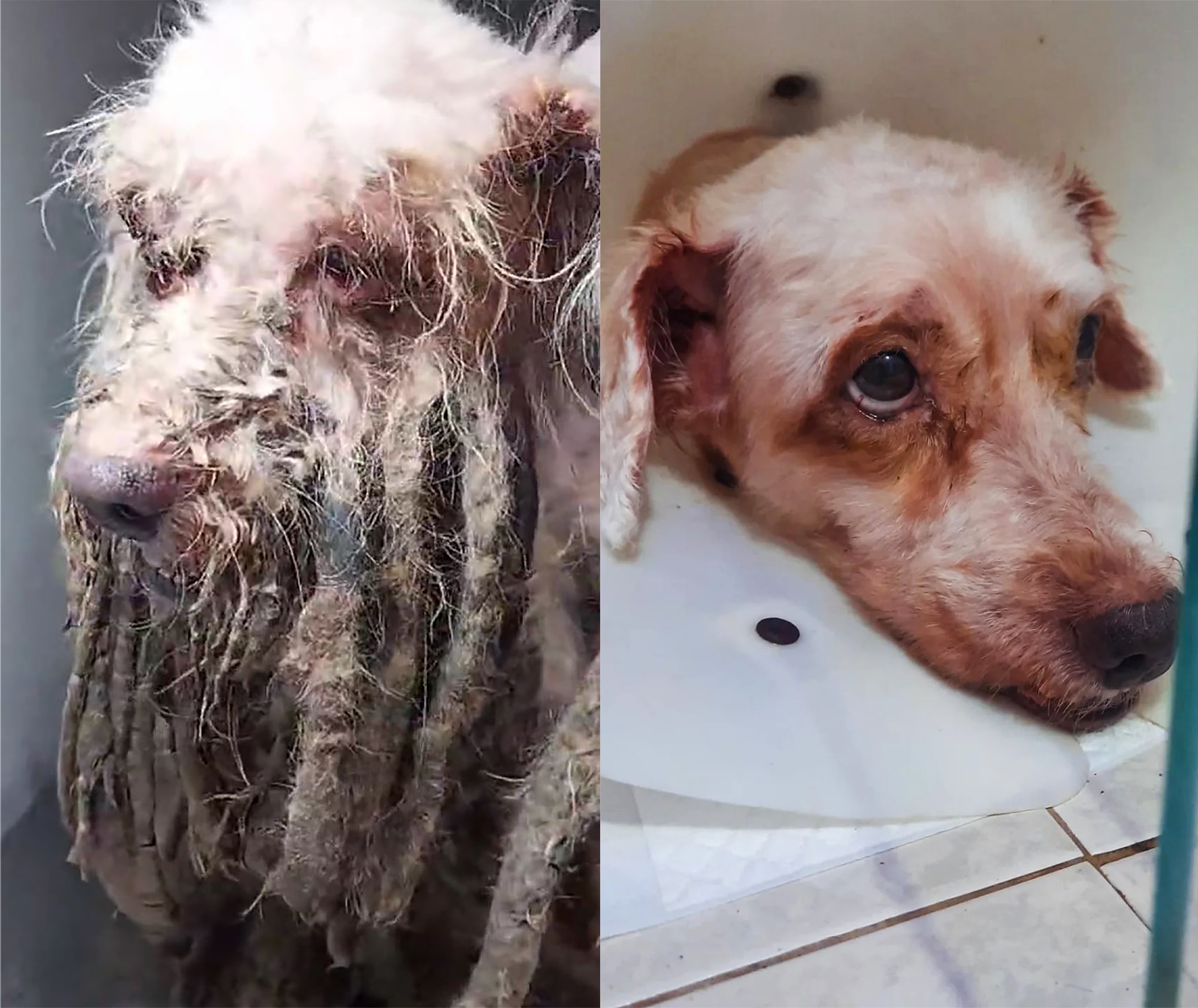 SHAGGY DOG TALE: Pet Left To Starve As Maggots Ate His Flesh Has Happy Enfing - Article cover image