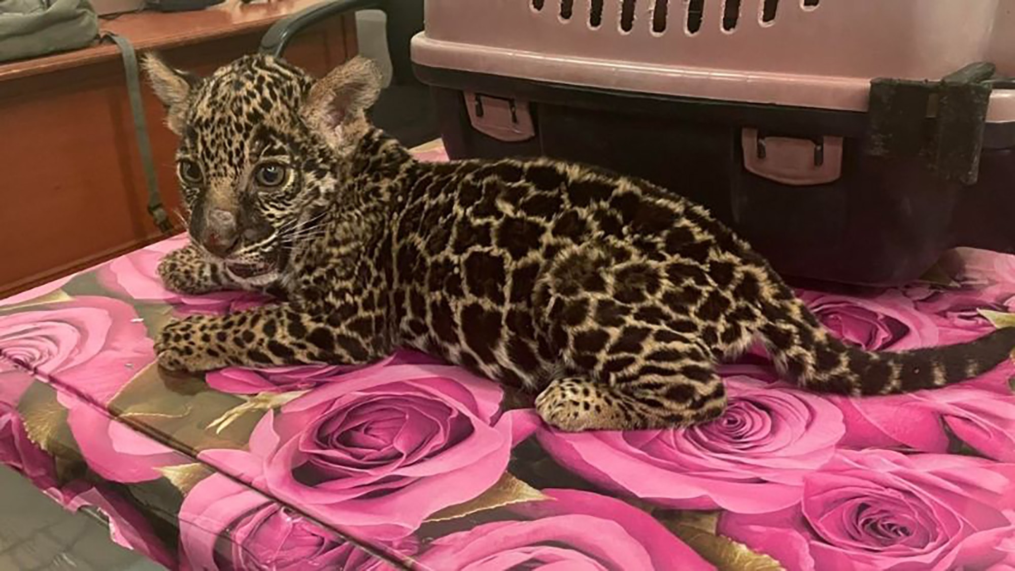 Cat Nabbed: Three-Month-Old Jaguar Cub Rescued After Being Rented Out For Selfies In Mexican Shopping Centre - Article cover image